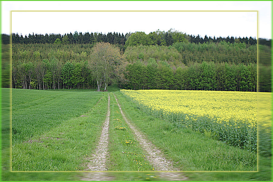 Der Raps am Waldesrand