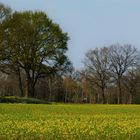 Der Raps beginnt zu blühen