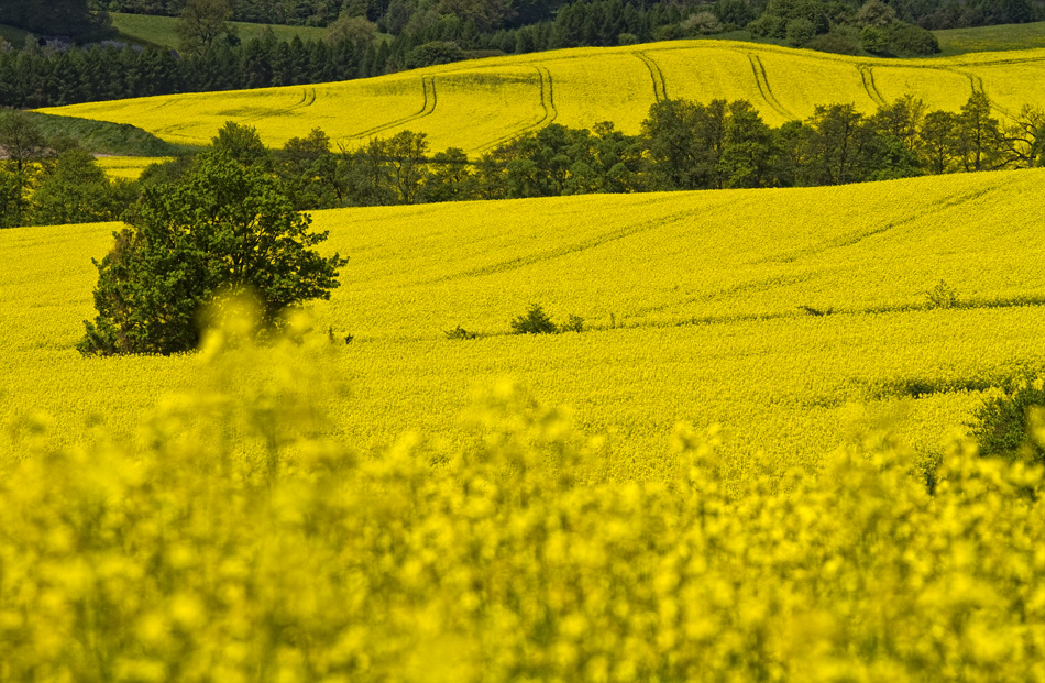 Der Raps Bluht Foto Bild Landschaft Acker Felder Wiesen