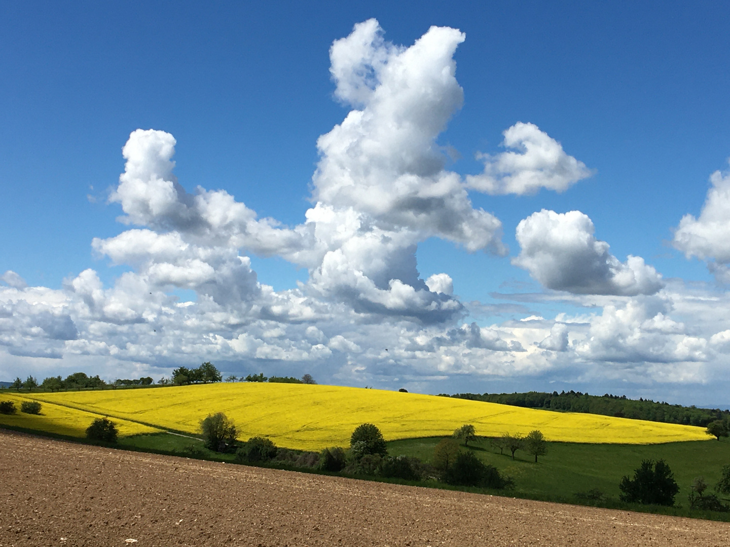 Der Raps blüht