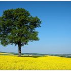 Landschaft