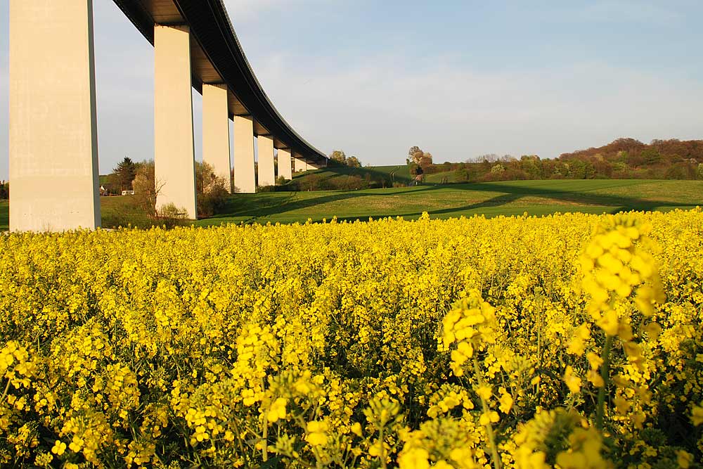 Der Raps blüht unter der Ruhrtalbrücke in Mülheim