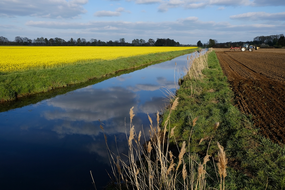 Der Raps blüht...auch im Münsterland