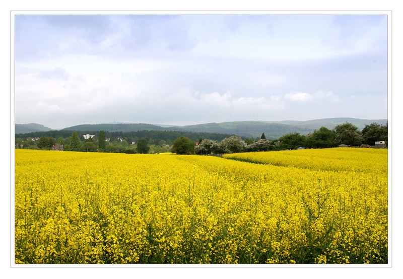 Der Raps im Vordertaunus