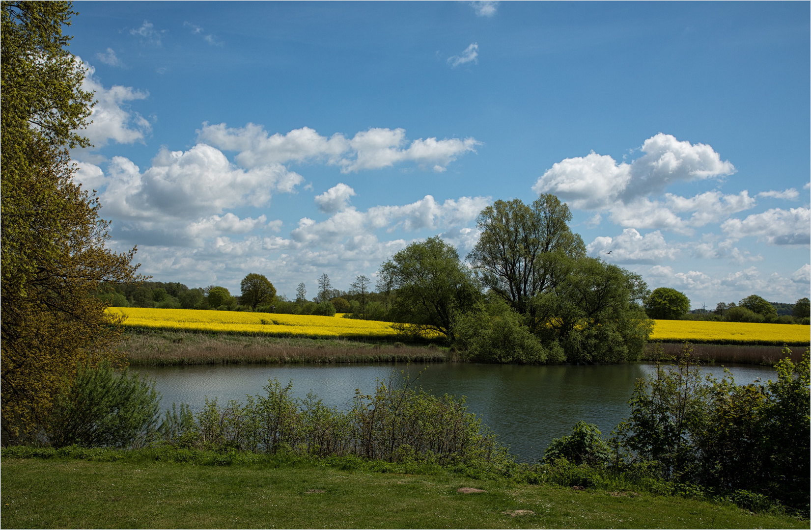 Der Raps in Schleswig Holstein Foto & Bild | frühling ...