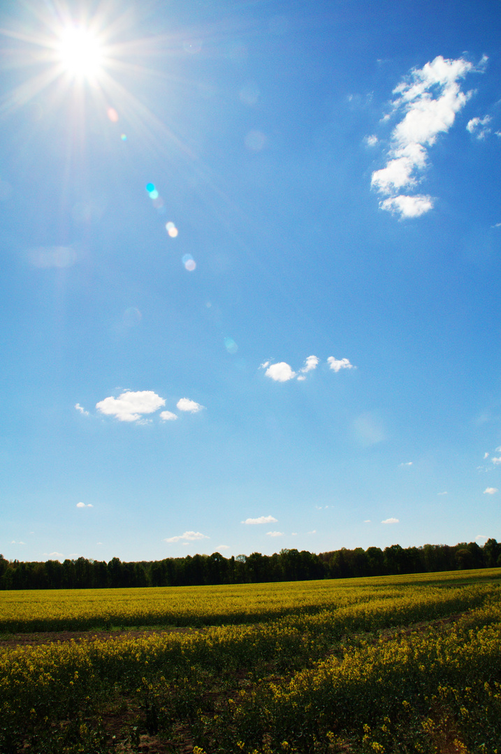 Der Raps in vollem Sonnenlicht