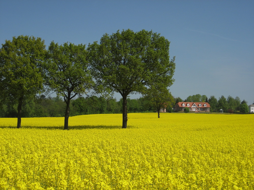 Der Raps in voller Blüte