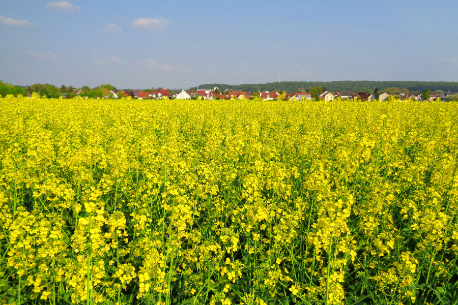 Der Raps ist aufgegangen