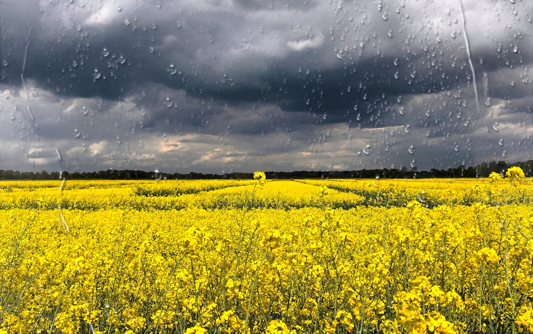 Der Raps ist verblüht - der Regen bleibt