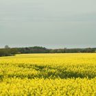 Der Raps leuchtet gegen das graue Wetter an...