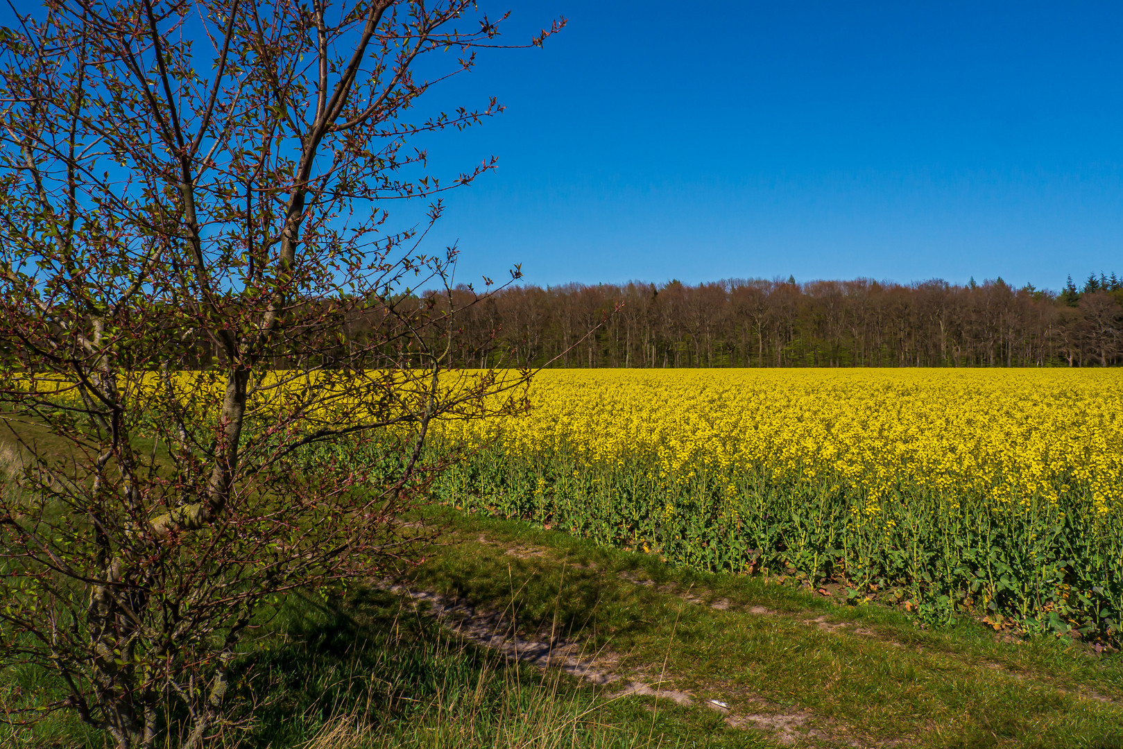 Der Raps steht in voller Blüte!