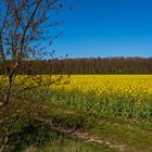 Der Raps steht in voller Blüte!