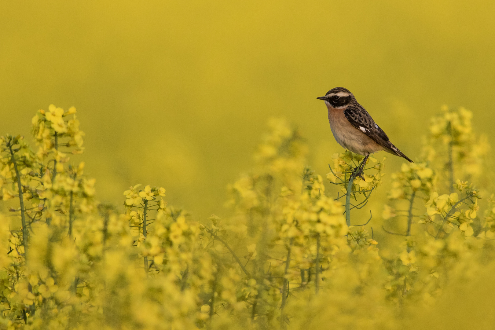 Der Raps steht schon wieder in voller Blüte