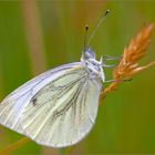 Der Rapsweißling (Pieris napi)