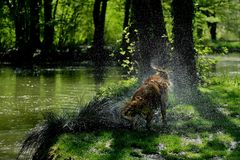 Der Rasensprenger ...