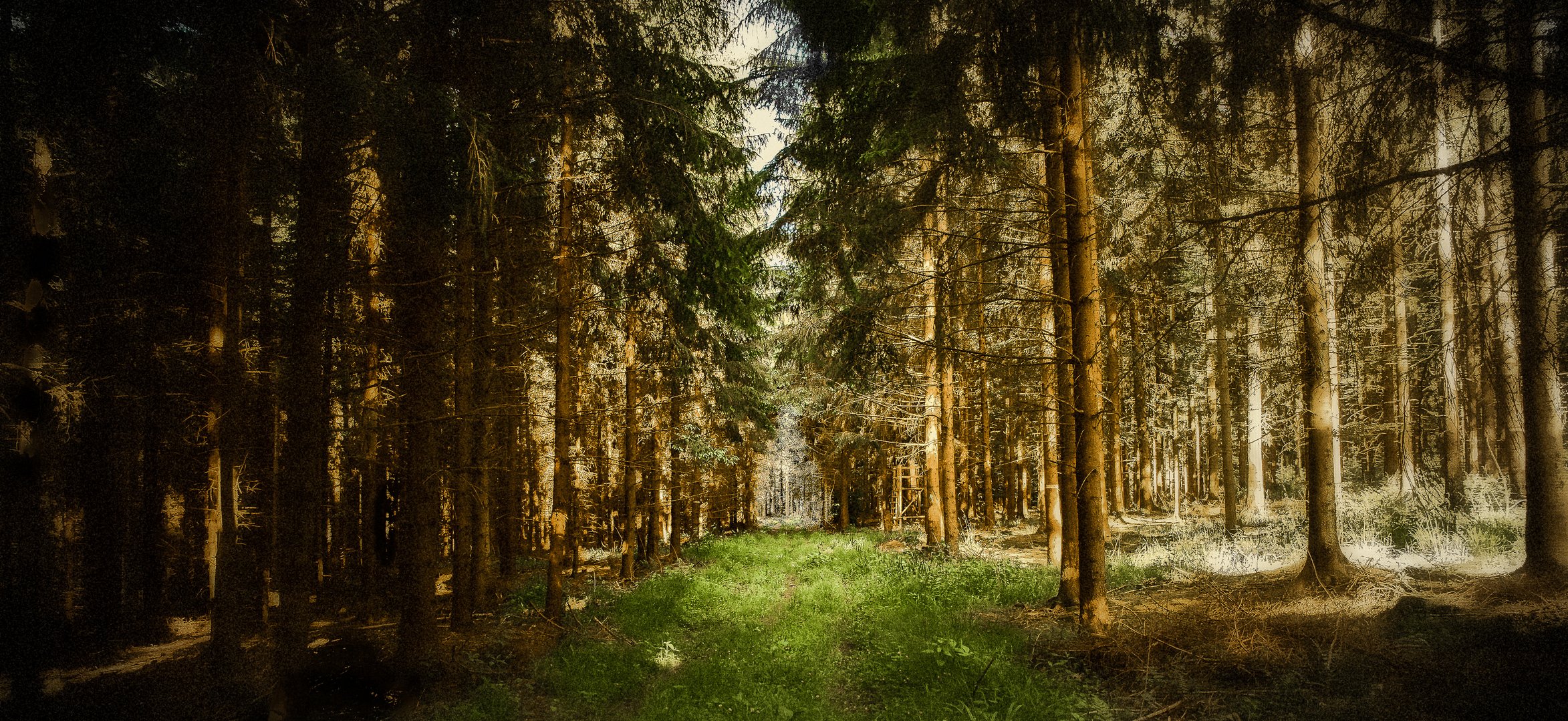 Der Rasenwaldweg