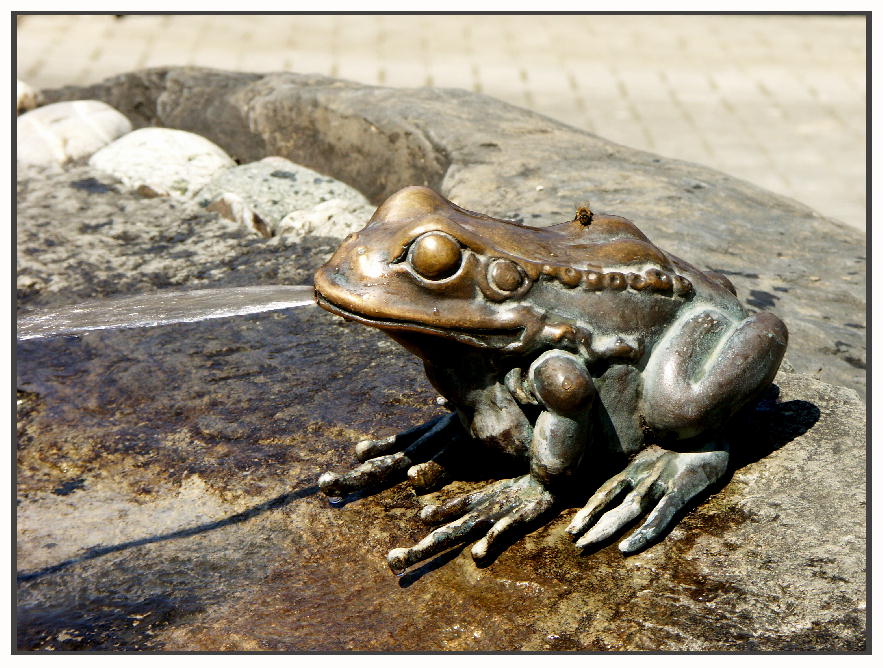 Der Rastplatz eines Bienchens...ein speiender Frosch