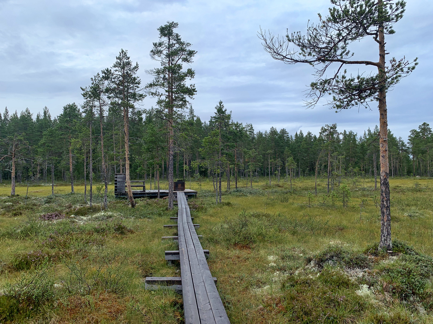 Der Rastplatz mitten im Moor - Hamra Nationalpark