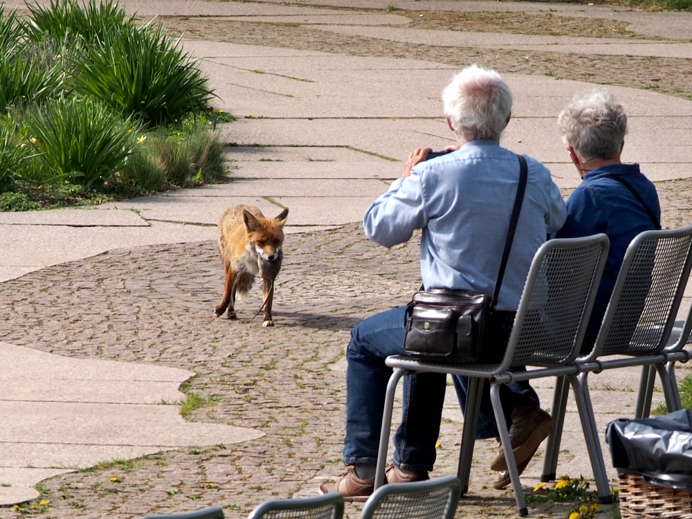 Der Rattenfänger