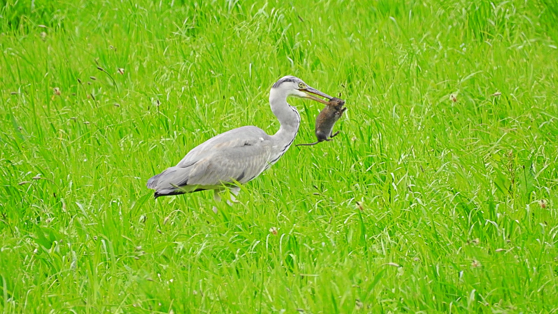 der Rattenfänger.....alias Schermausfänger, wie sich Dank Marc herausgestellt hat :-)