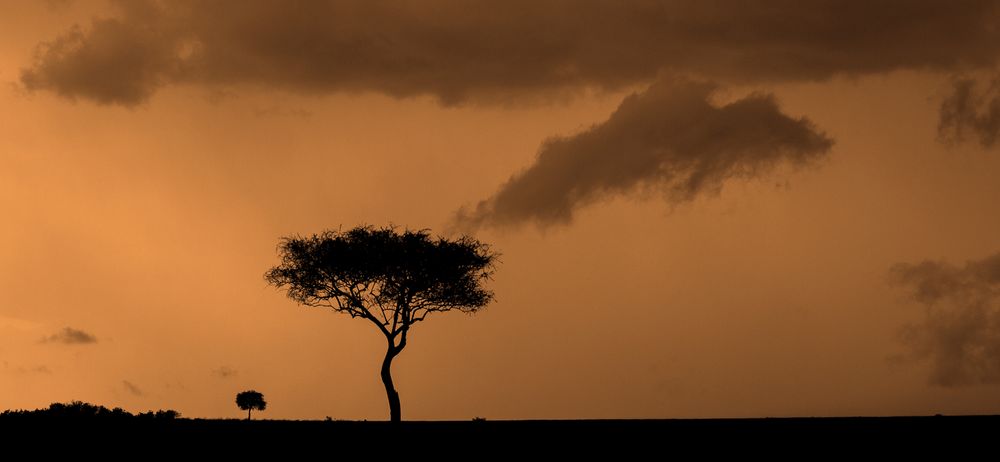 Der rauchende Baum