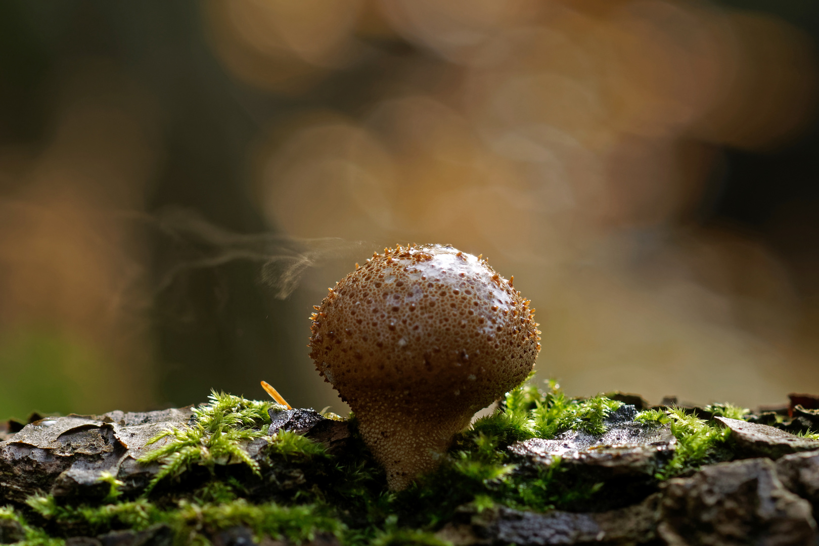 Der "rauchende" Pilz  - Sporenflug beim Flaschen-Stäubling