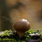 Der "rauchende" Pilz  - Sporenflug beim Flaschen-Stäubling