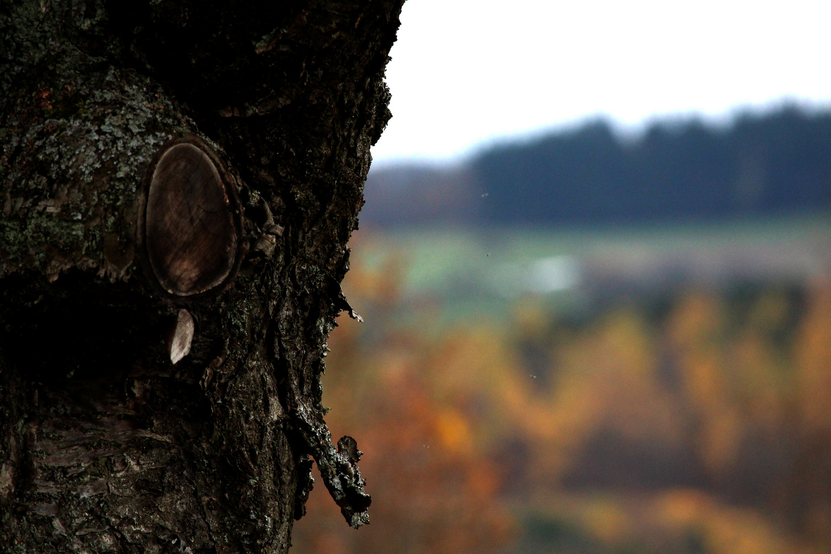 Der raue Herbst