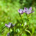 Der Raue Kranzenzian (Gentianella aspera)