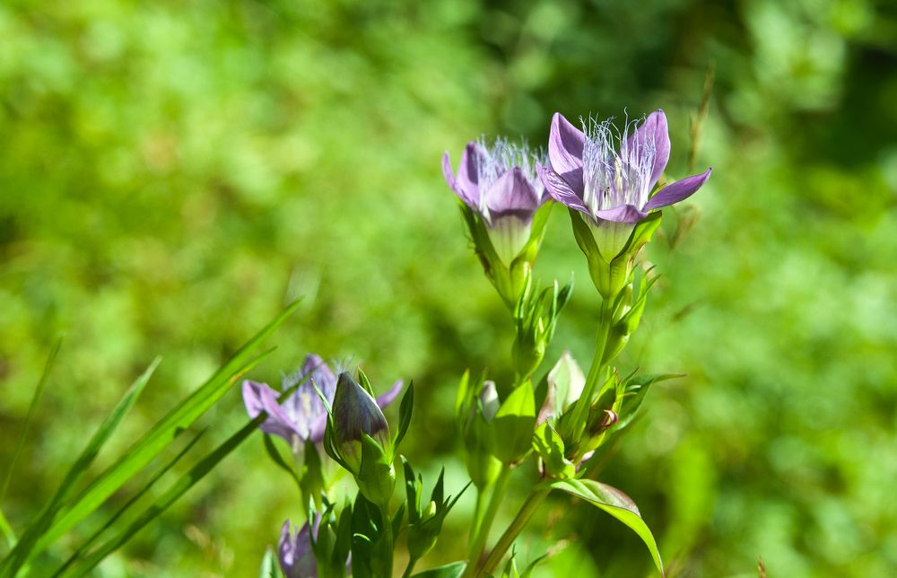 Der Raue Kranzenzian (Gentianella aspera)