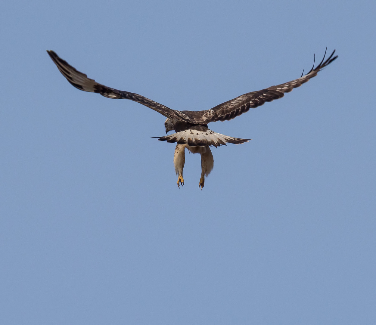 Der Raufußbussard ...