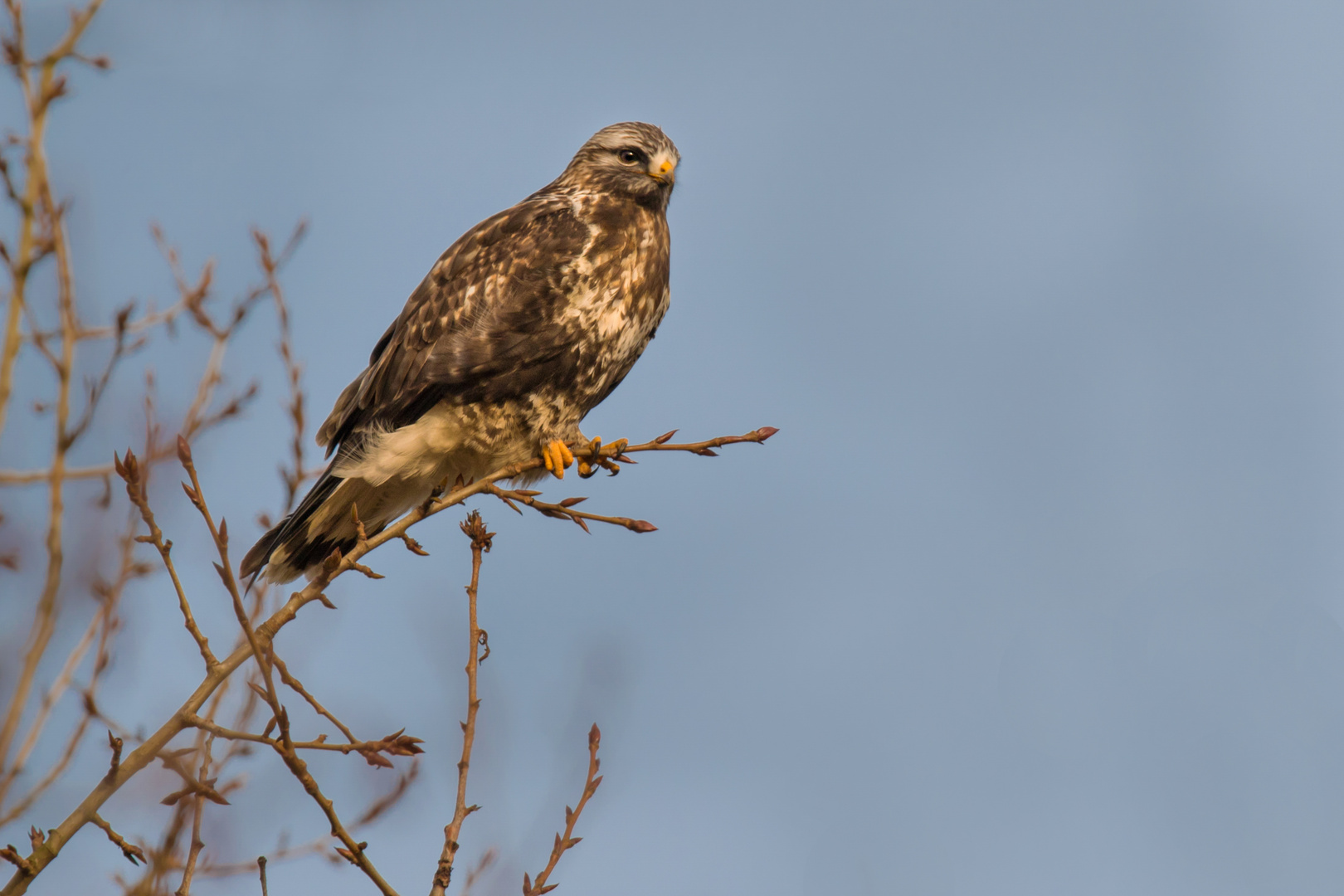 der Raufußbussard 