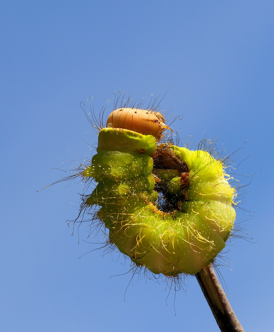 Der Raupenkringel wünscht euch eine super Woche .... 