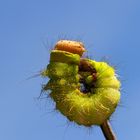 Der Raupenkringel wünscht euch eine super Woche .... 