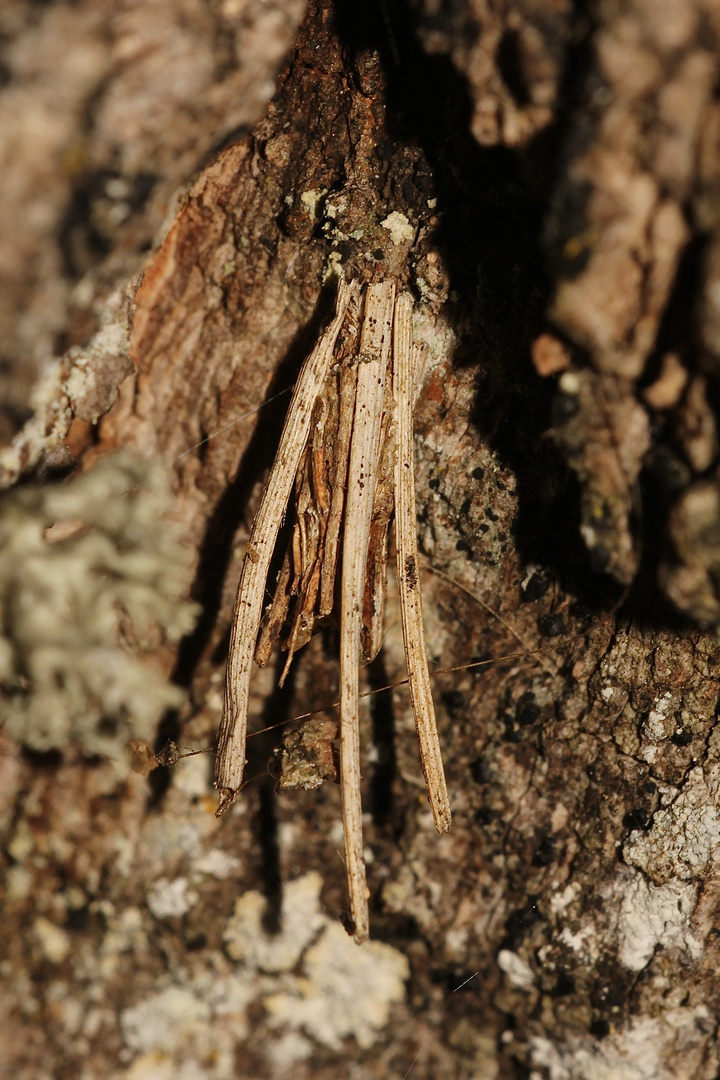 Der Raupensack eines Sackträgers (Fam. Psychidae), ...