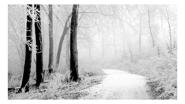 Der Raureif erhellt die Landschaft.....