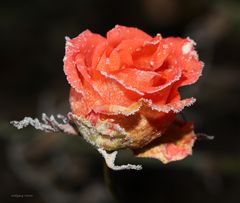 Der Raureif war da..........
