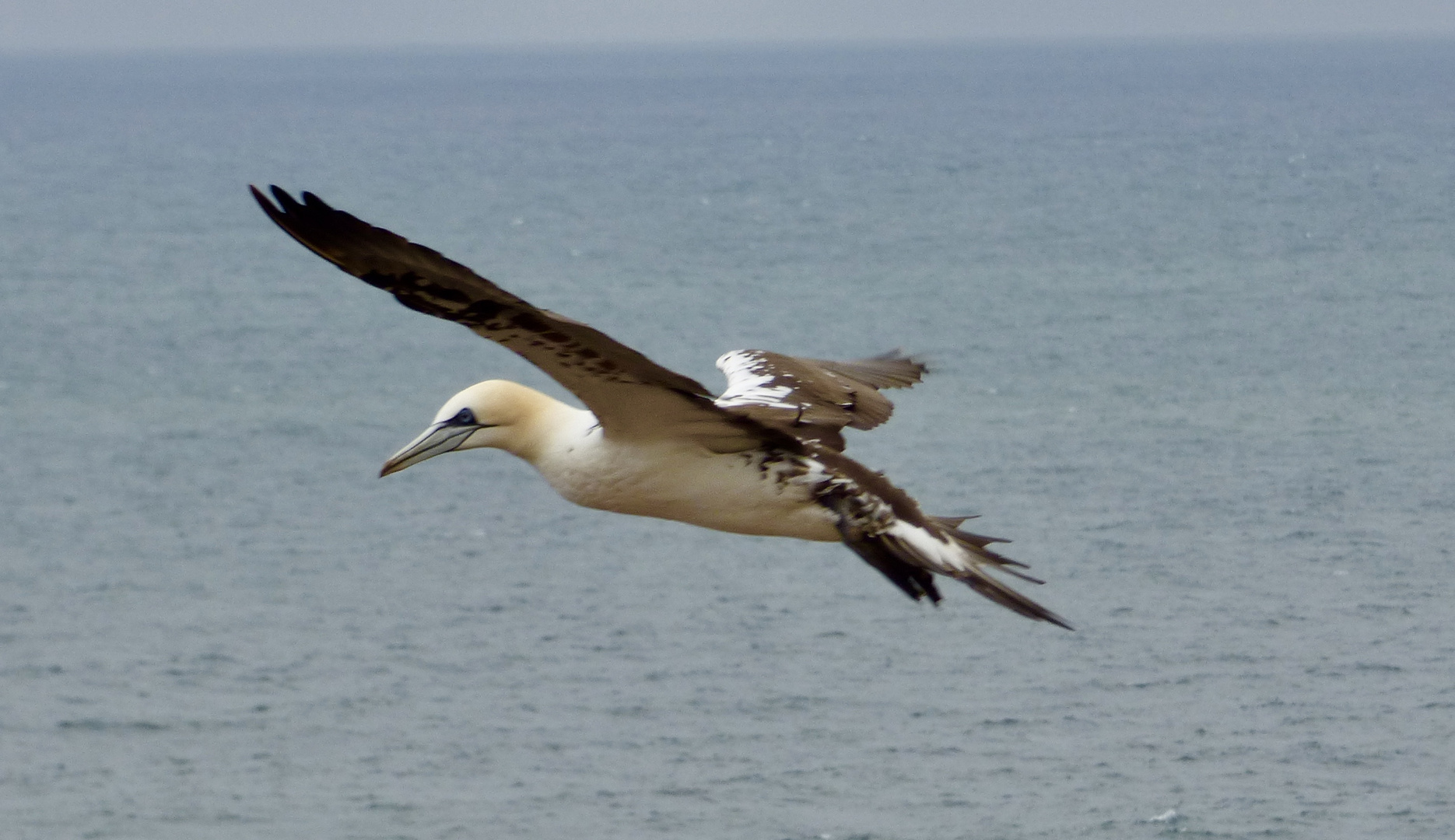 Der Rausch des Fliegens