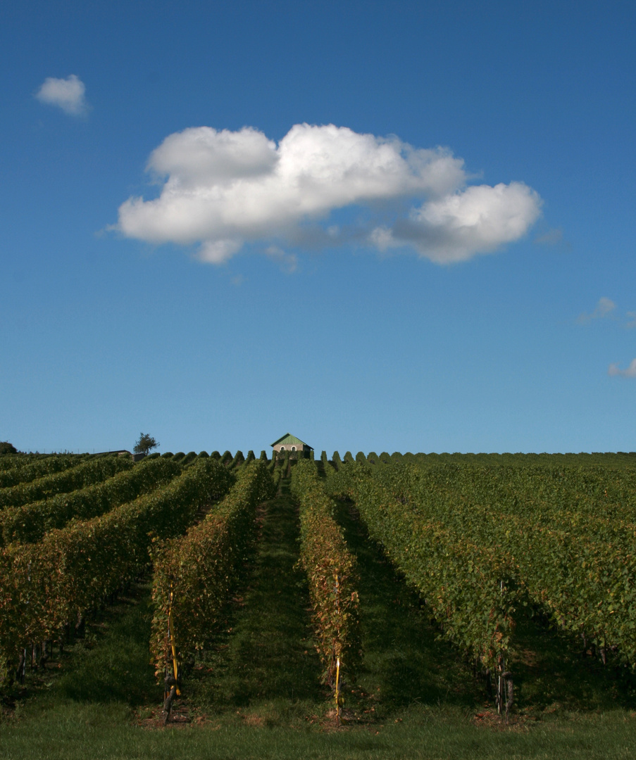 Der Rebberg und die Wolke