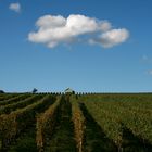 Der Rebberg und die Wolke