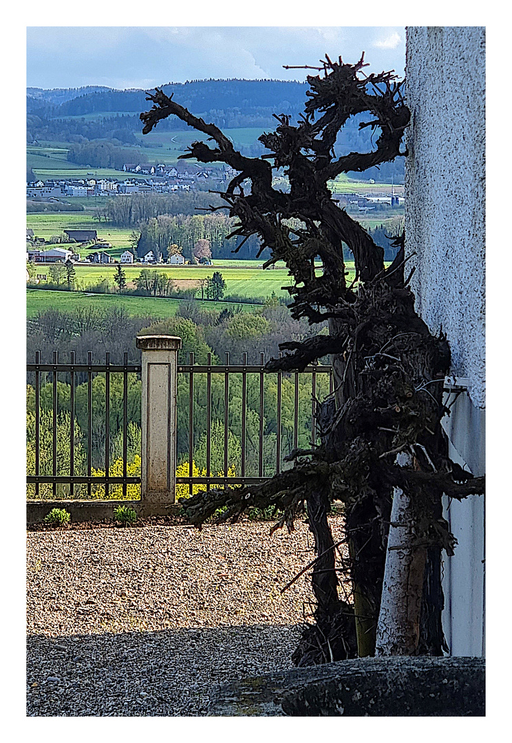 Der Rebstock an der Pfarrhausmauer