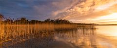 … Der Reet-Herbst liegt im Frühling …