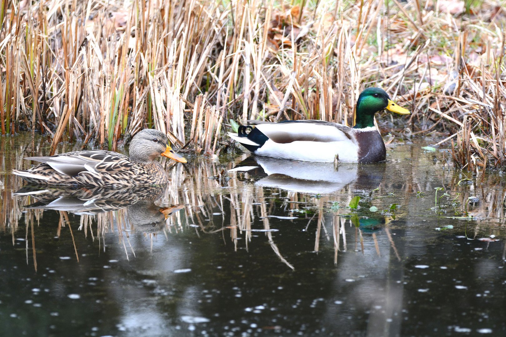 Der  Regelmäßige Besuch in meinem Gartenteich