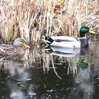 Der  Regelmäßige Besuch in meinem Gartenteich