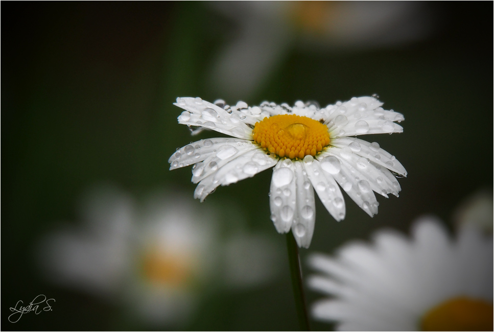 ...der Regen...