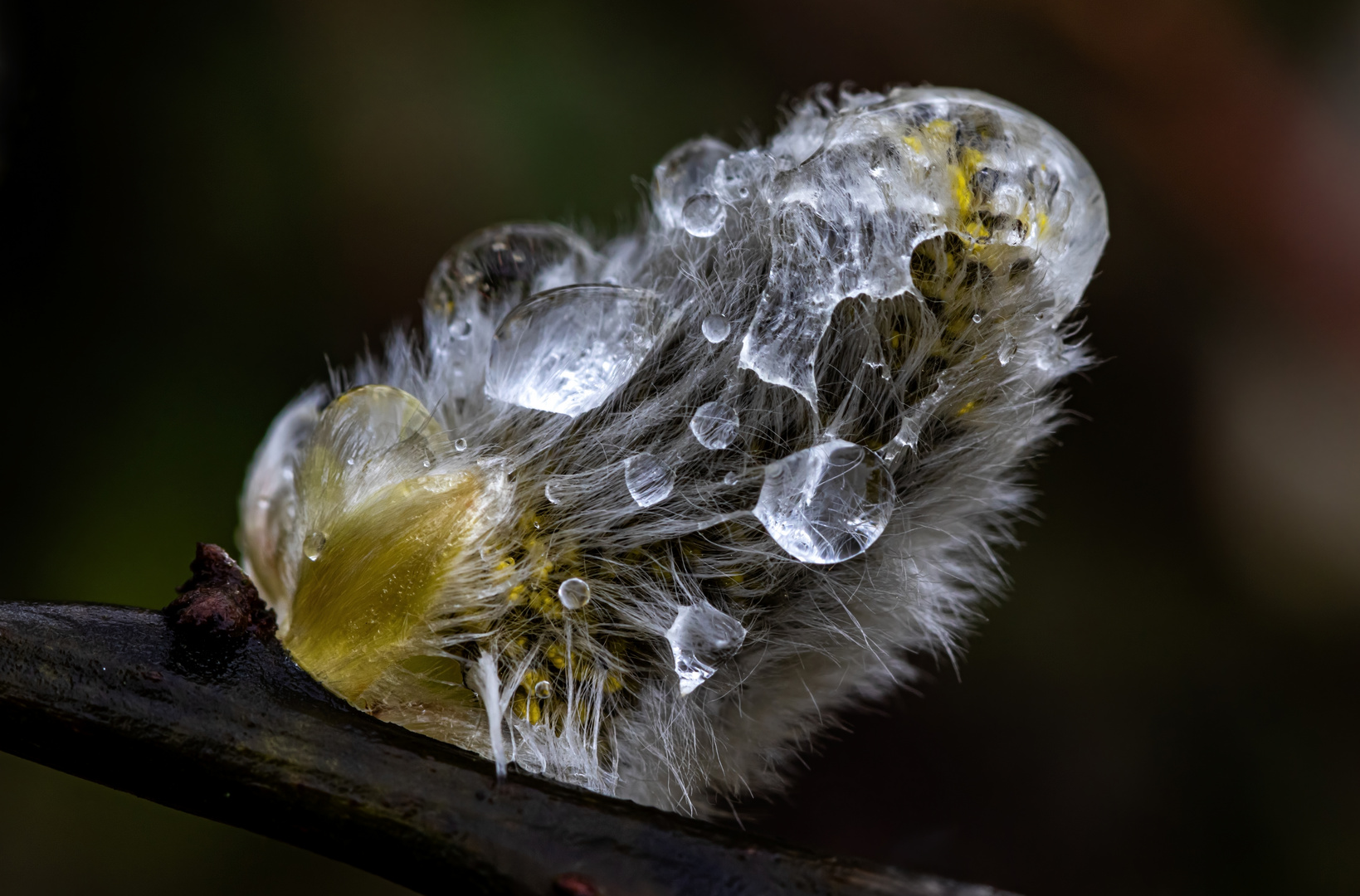 Der Regen