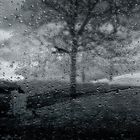 Der Regen Baum 