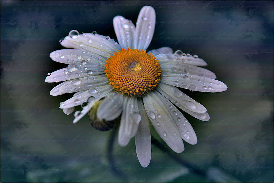 Der Regen beschenkt...