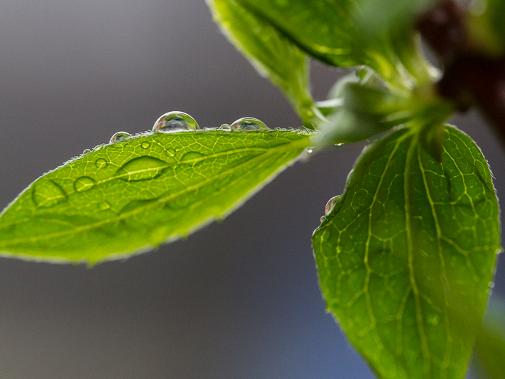 Der Regen bringt die "Perlen"...