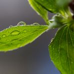 Der Regen bringt die "Perlen"...